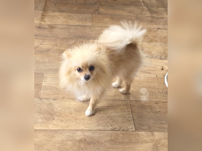 Banu sucht ein Zuhause