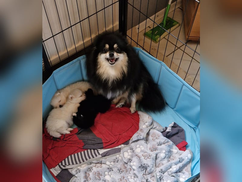 Reinrassiger Pomeranian Zwergspitze Welpe