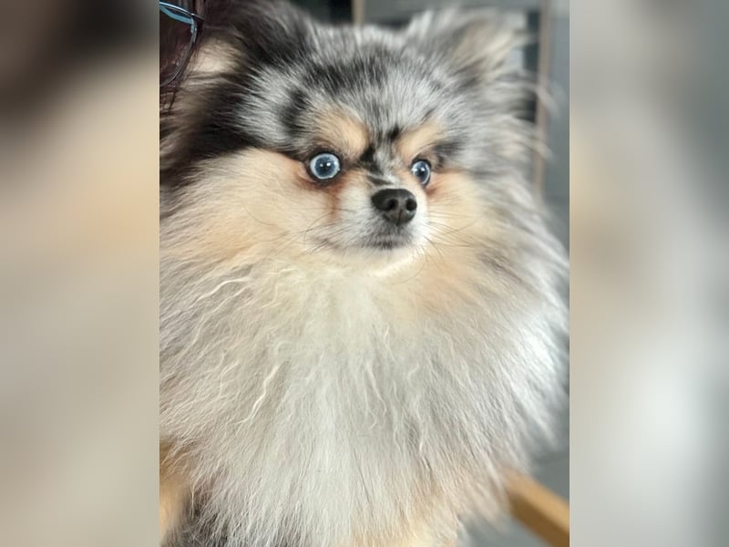 Pomeranian Zwergspitz Deckrüde Black Merle Tan
