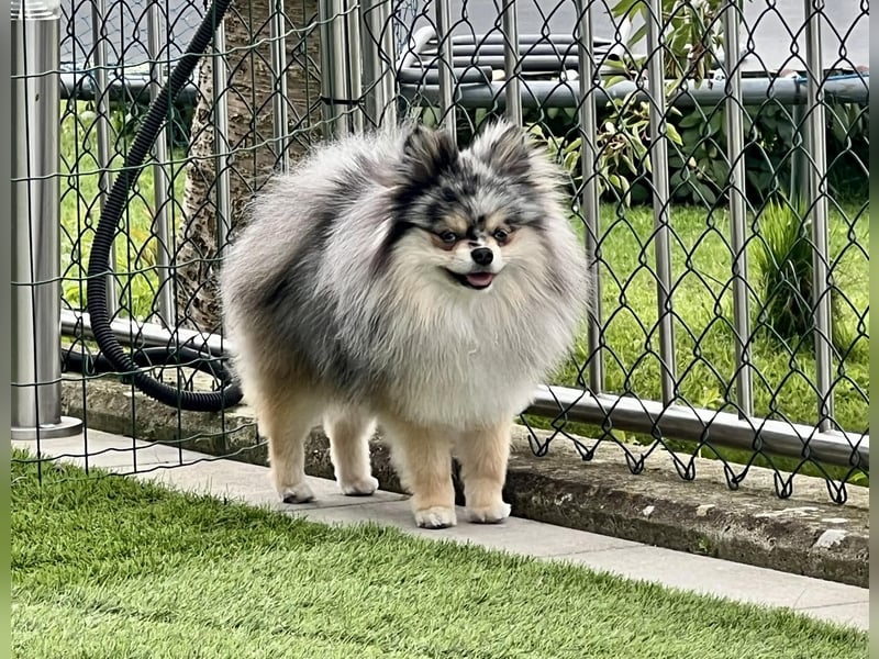 Pomeranian Zwergspitz Deckrüde Black Merle Tan