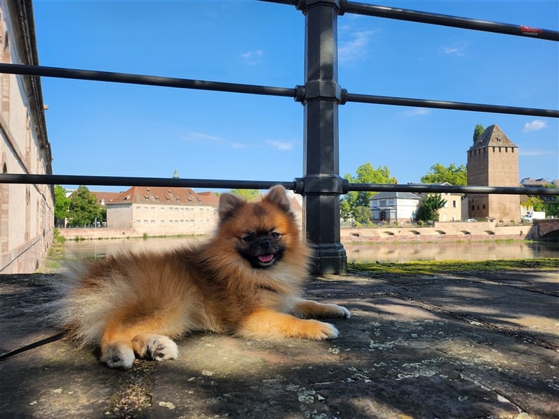 Pomeranian Zwergspitz Decktaxe