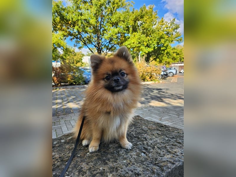 Pomeranian Zwergspitz Decktaxe