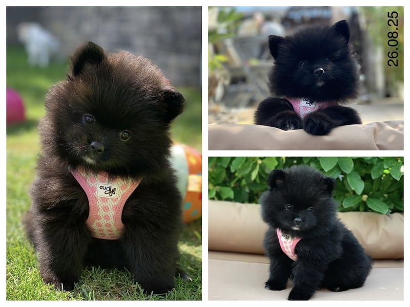 Pomeranian Zwergspitz x Pomsky F2b Welpen (m/w)