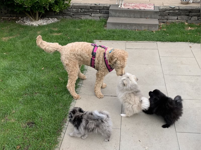 Pomeranian Zwergspitz x Pomsky F2b Welpen (m/w)