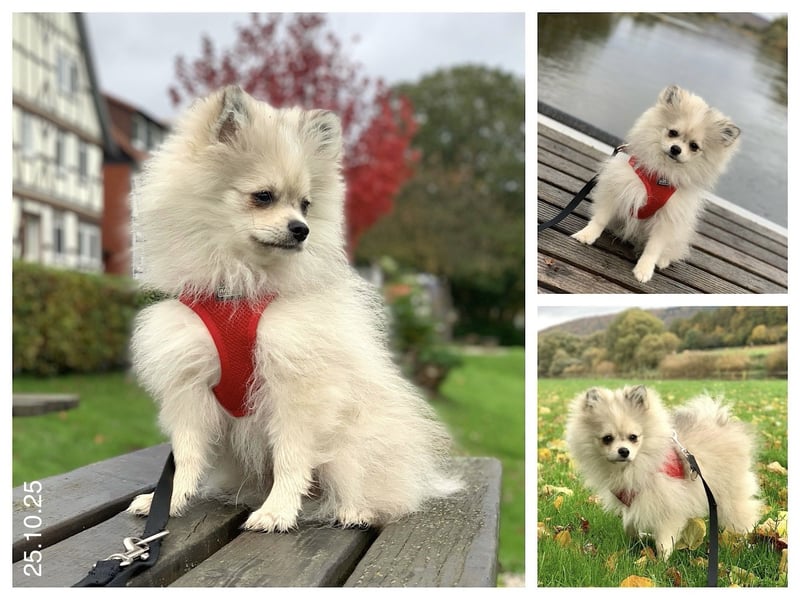 Pomeranian Zwergspitz x Pomsky F2b Welpen (m/w)