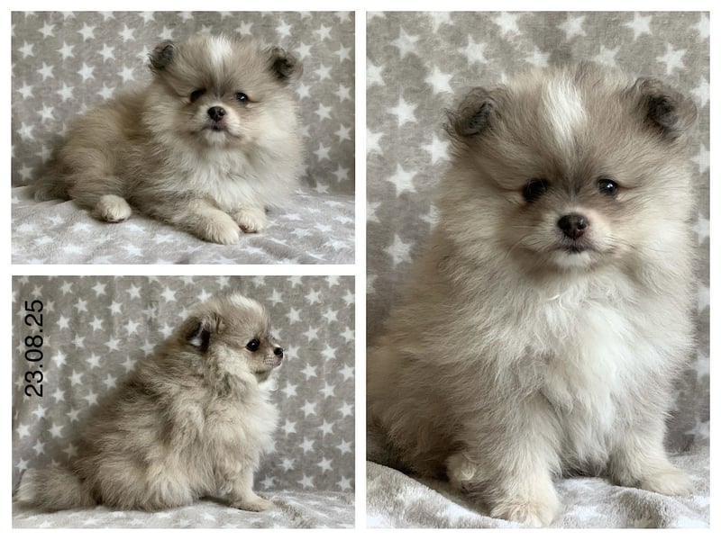 Pomeranian Zwergspitz x Pomsky F2b Welpen (m/w)