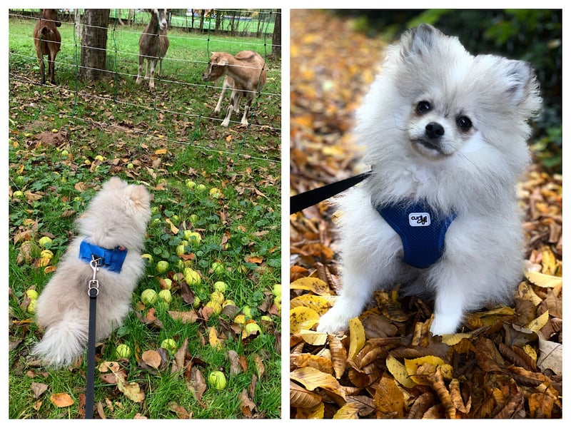 Pomeranian Zwergspitz x Pomsky F2b Welpen (m/w)