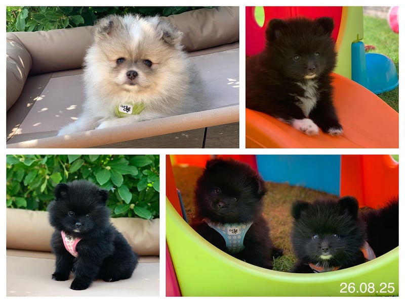Pomeranian Zwergspitz x Pomsky F2b Welpen (m/w)