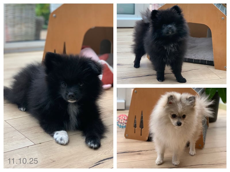 Pomeranian Zwergspitz x Pomsky F2b Welpen (m/w)