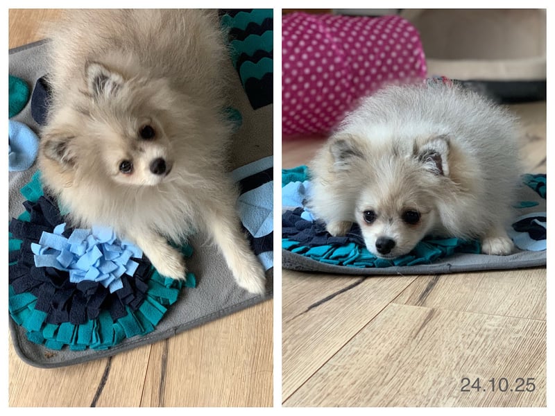 Pomeranian Zwergspitz x Pomsky F2b Welpen (m/w)