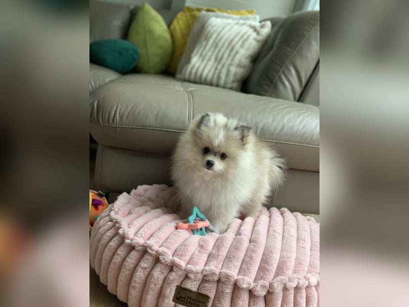 Pomeranian Zwergspitz x Pomsky F2b Welpen (m/w)