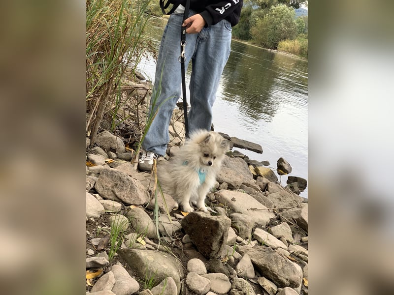 Pomeranian Zwergspitz x Pomsky F2b Welpen (m/w)