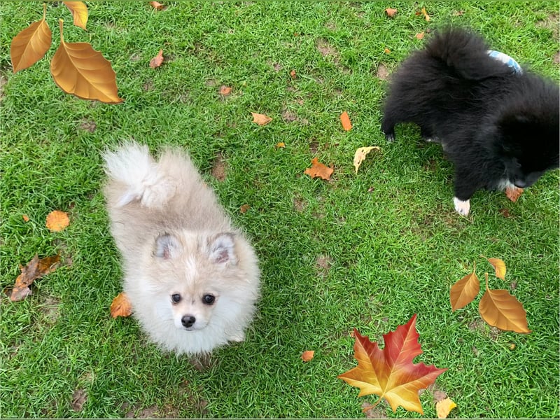 Pomeranian Zwergspitz x Pomsky F2b Welpen (m/w)