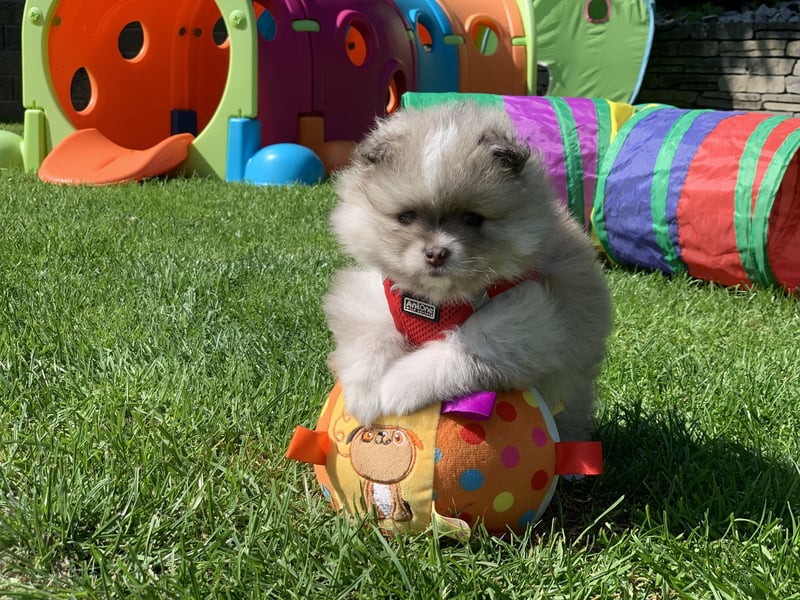 Pomeranian Zwergspitz x Pomsky F2b Welpen (m/w)