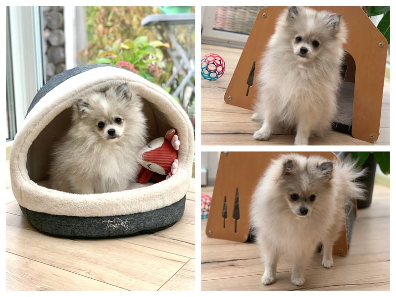 Pomeranian Zwergspitz x Pomsky F2b Welpen (m/w)