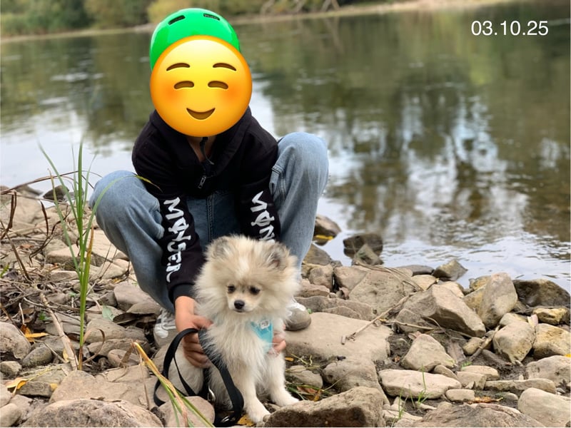 Pomeranian Zwergspitz x Pomsky F2b Welpen (m/w)