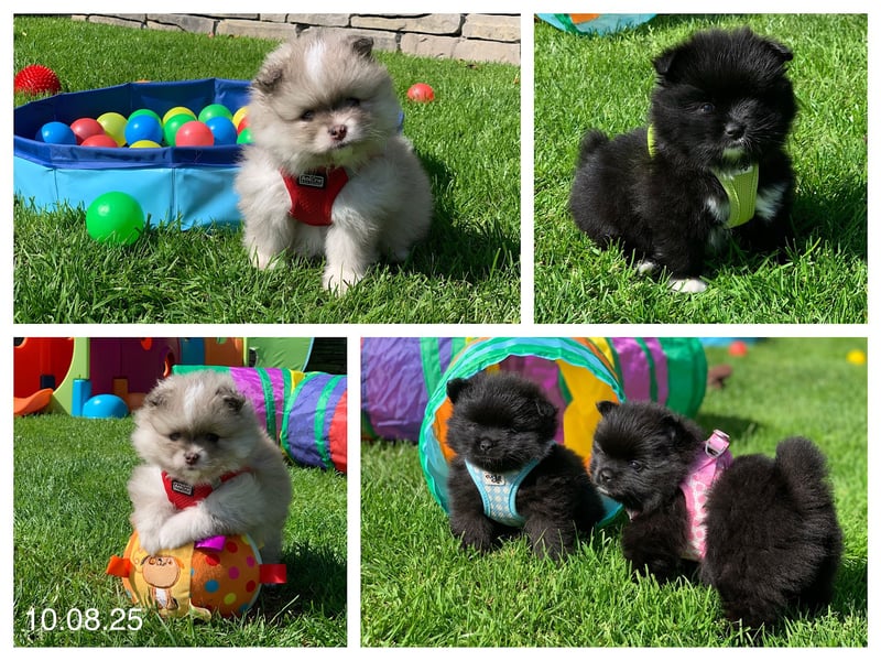 Pomeranian Zwergspitz x Pomsky F2b Welpen (m/w)