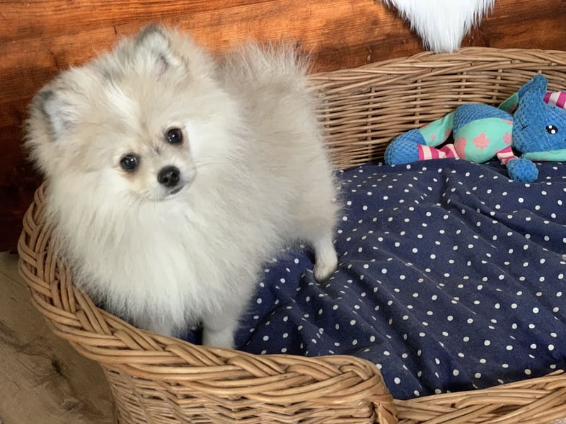 Pomeranian Zwergspitz x Pomsky F2b Welpen (m/w)