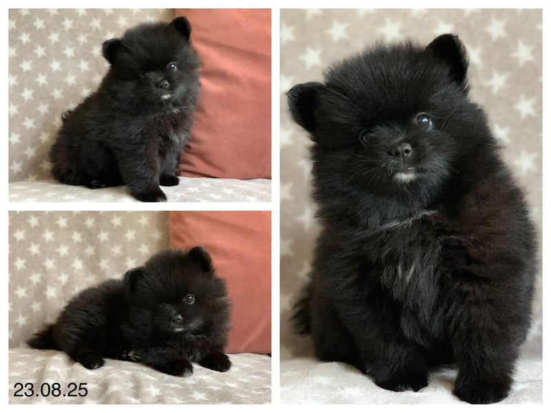 Pomeranian Zwergspitz x Pomsky F2b Welpen (m/w)