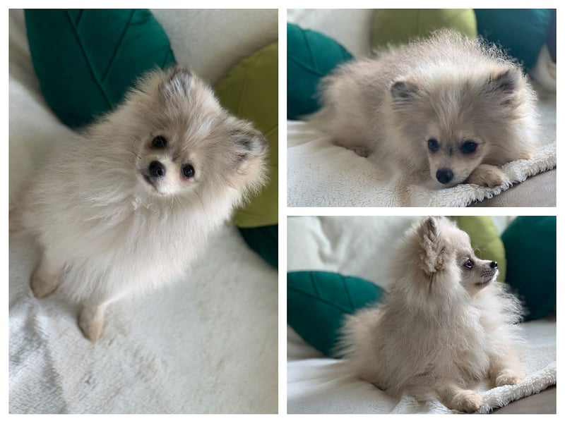 Pomeranian Zwergspitz x Pomsky F2b Welpen (m/w)