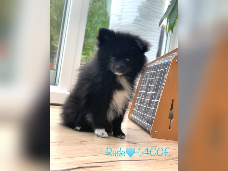 Pomeranian Zwergspitz x Pomsky F2b Welpen (m/w)
