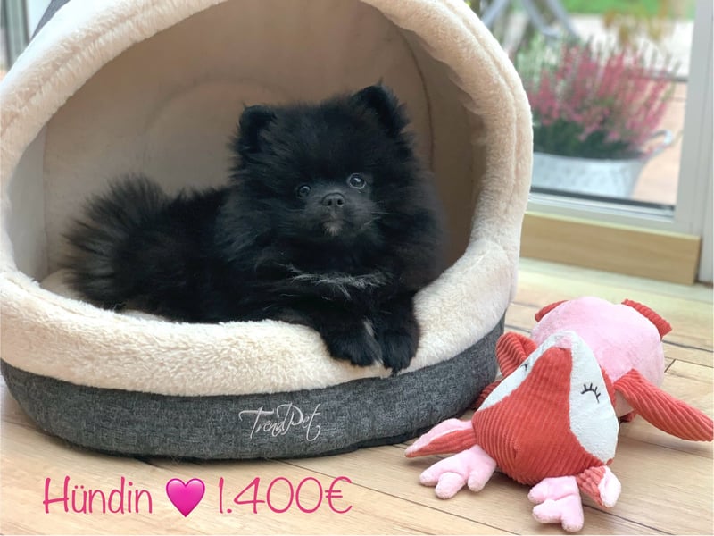 Pomeranian Zwergspitz x Pomsky F2b Welpen (m/w)
