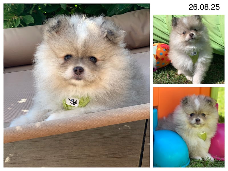Pomeranian Zwergspitz x Pomsky F2b Welpen (m/w)