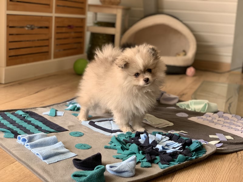 Pomeranian Zwergspitz x Pomsky F2b Welpen (m/w)