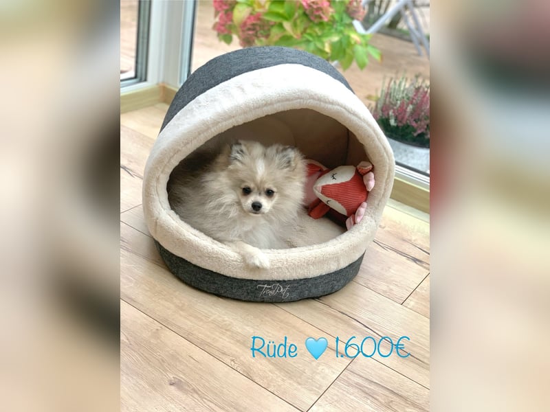 Pomeranian Zwergspitz x Pomsky F2b Welpen (m/w)