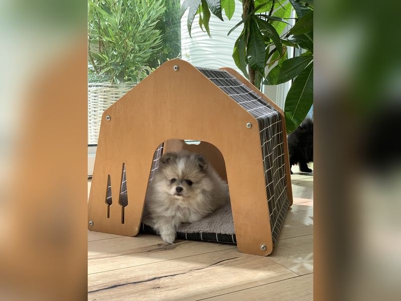 Pomeranian Zwergspitz x Pomsky F2b Welpen (m/w)