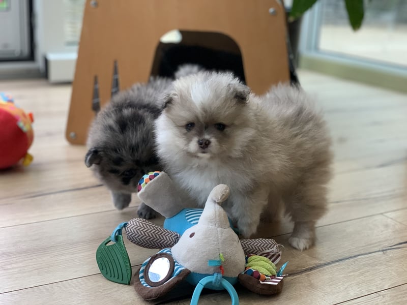 Pomeranian Zwergspitz x Pomsky F2b Welpen (m/w)