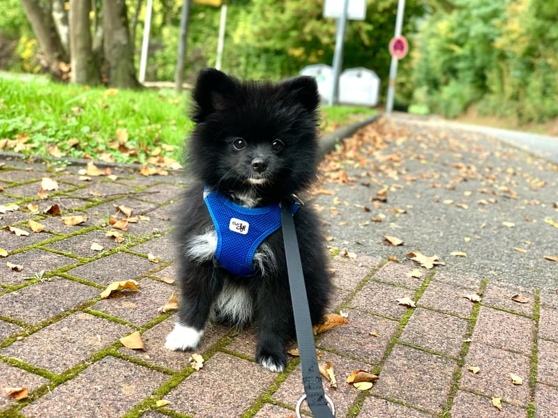 Pomeranian Zwergspitz x Pomsky F2b Welpen (m/w)