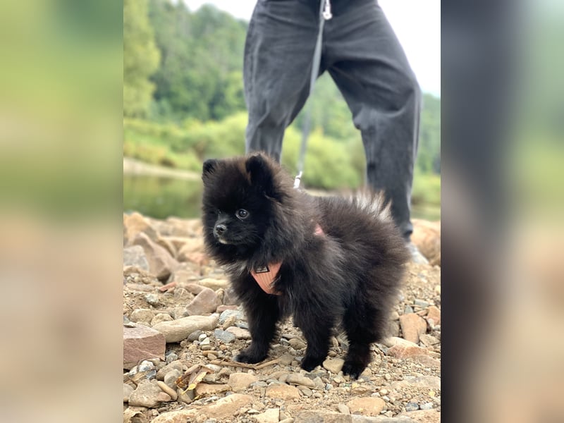 Pomeranian Zwergspitz x Pomsky F2b Welpen (m/w)