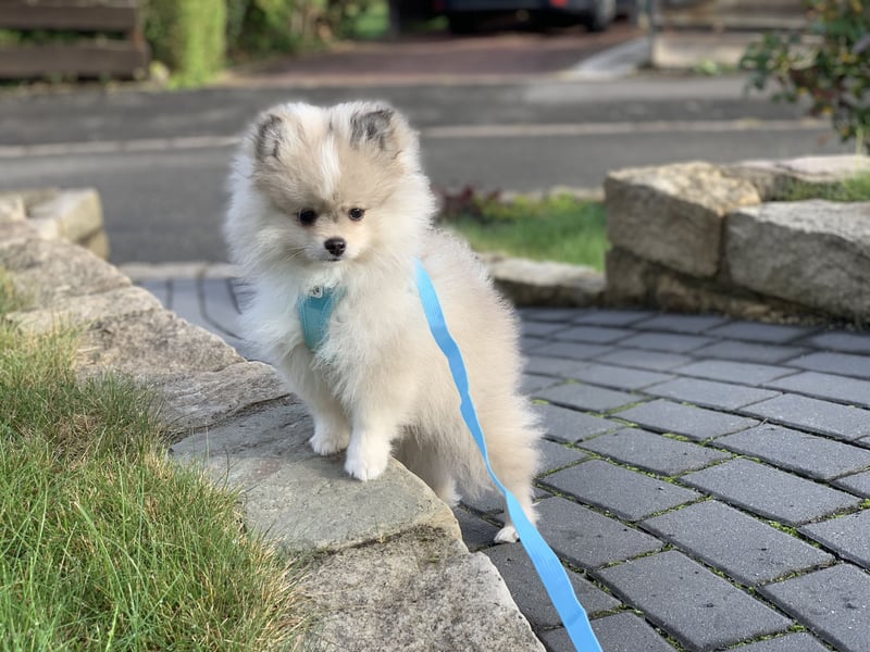 Pomeranian Zwergspitz x Pomsky F2b Welpen (m/w)