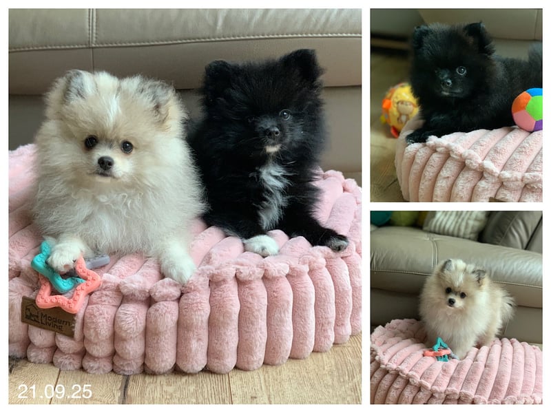 Pomeranian Zwergspitz x Pomsky F2b Welpen (m/w)
