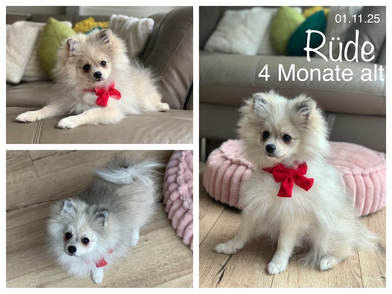 Pomeranian Zwergspitz x Pomsky F2b Welpen (m/w)