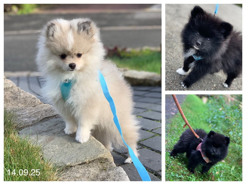 Pomeranian Zwergspitz x Pomsky F2b Welpen (m/w)