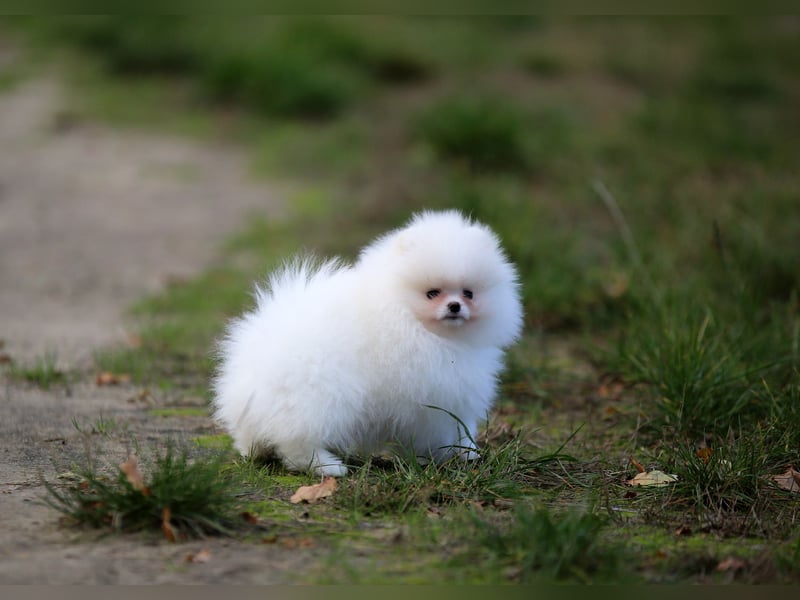 TOP class Pomeranian Zwergspitz