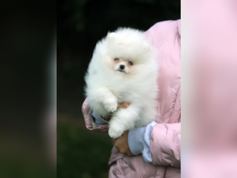 TOP class Pomeranian Zwergspitz