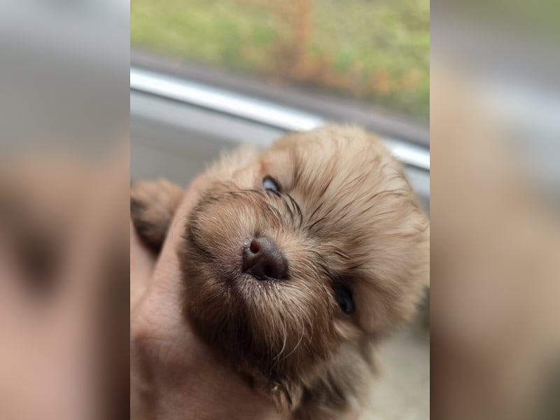 TOP class Pomeranian Zwergspitz-Schokoladen-Sable-Farbe