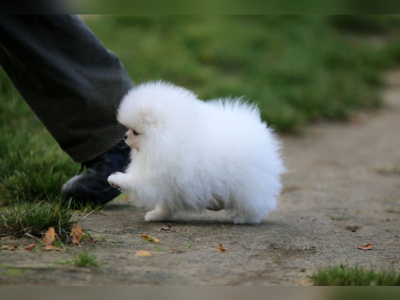 TOP class Pomeranian Zwergspitz