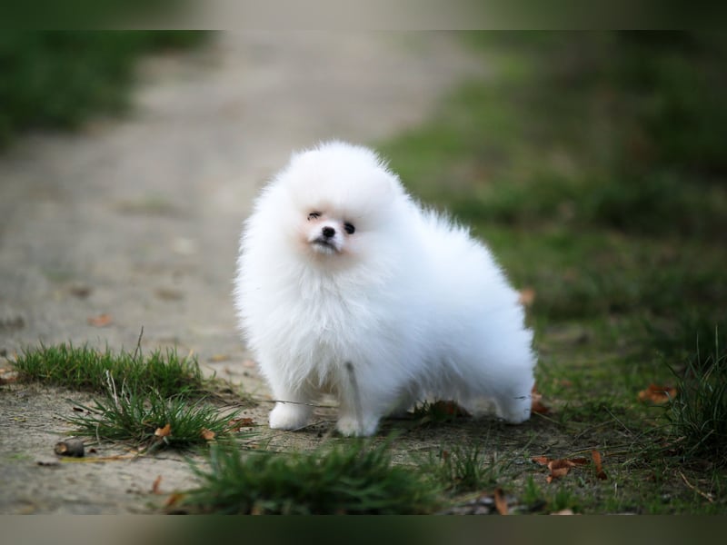 TOP class Pomeranian Zwergspitz