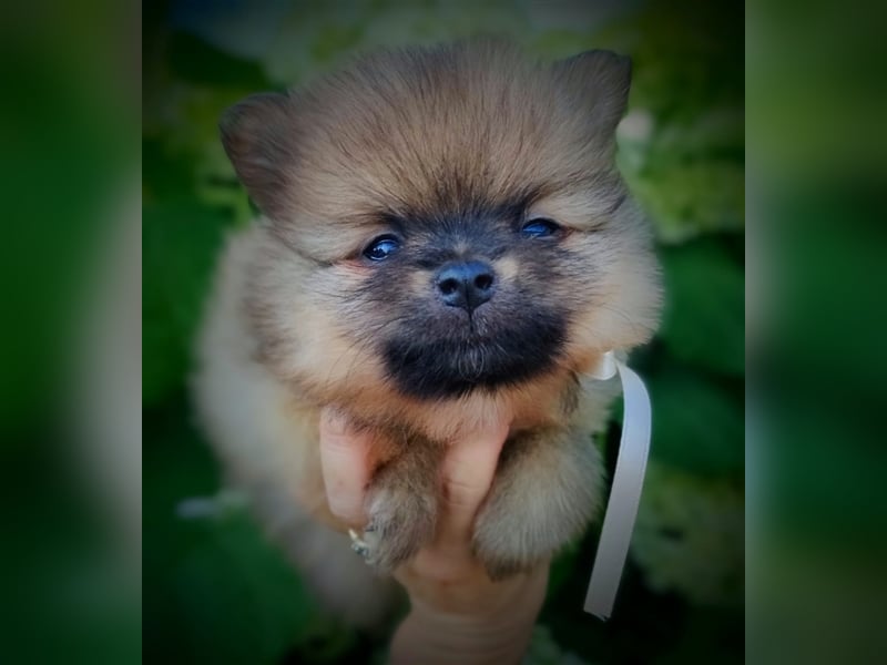 POMERANIAN WELPEN