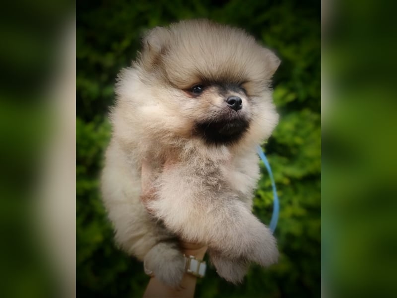 POMERANIAN WELPEN