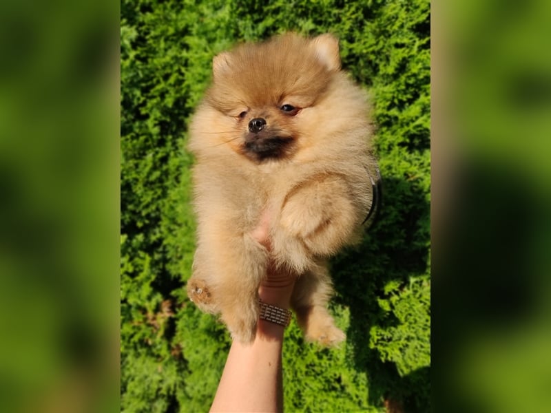 POMERANIAN WELPEN