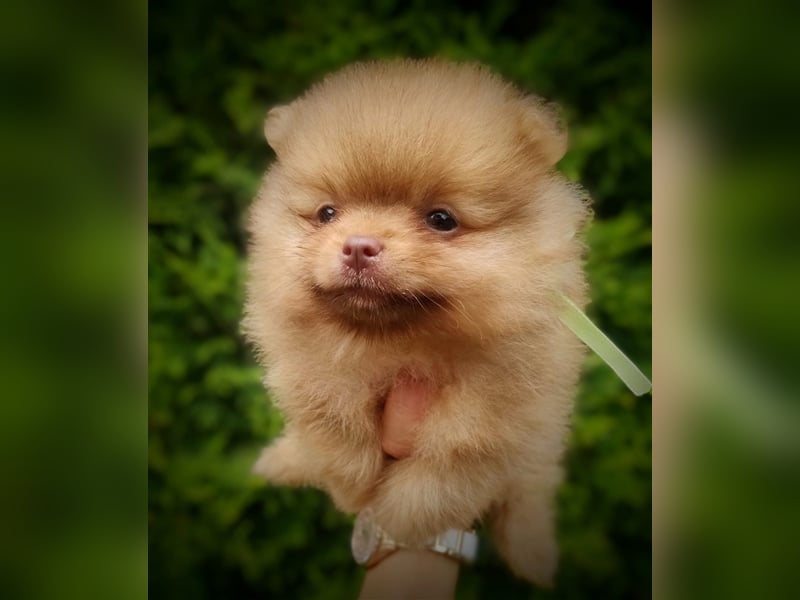 POMERANIAN WELPEN