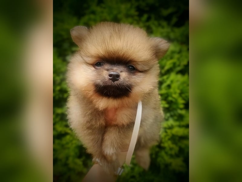 POMERANIAN WELPEN