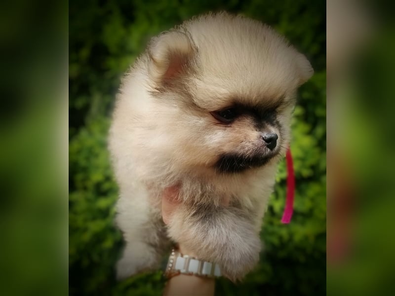 POMERANIAN WELPEN