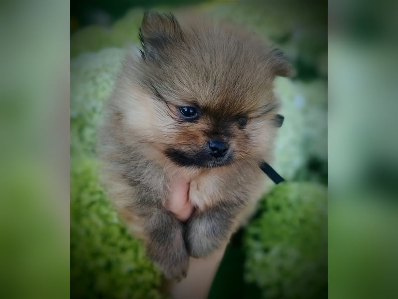 POMERANIAN WELPEN