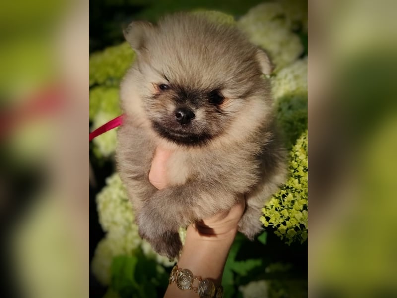 POMERANIAN WELPEN